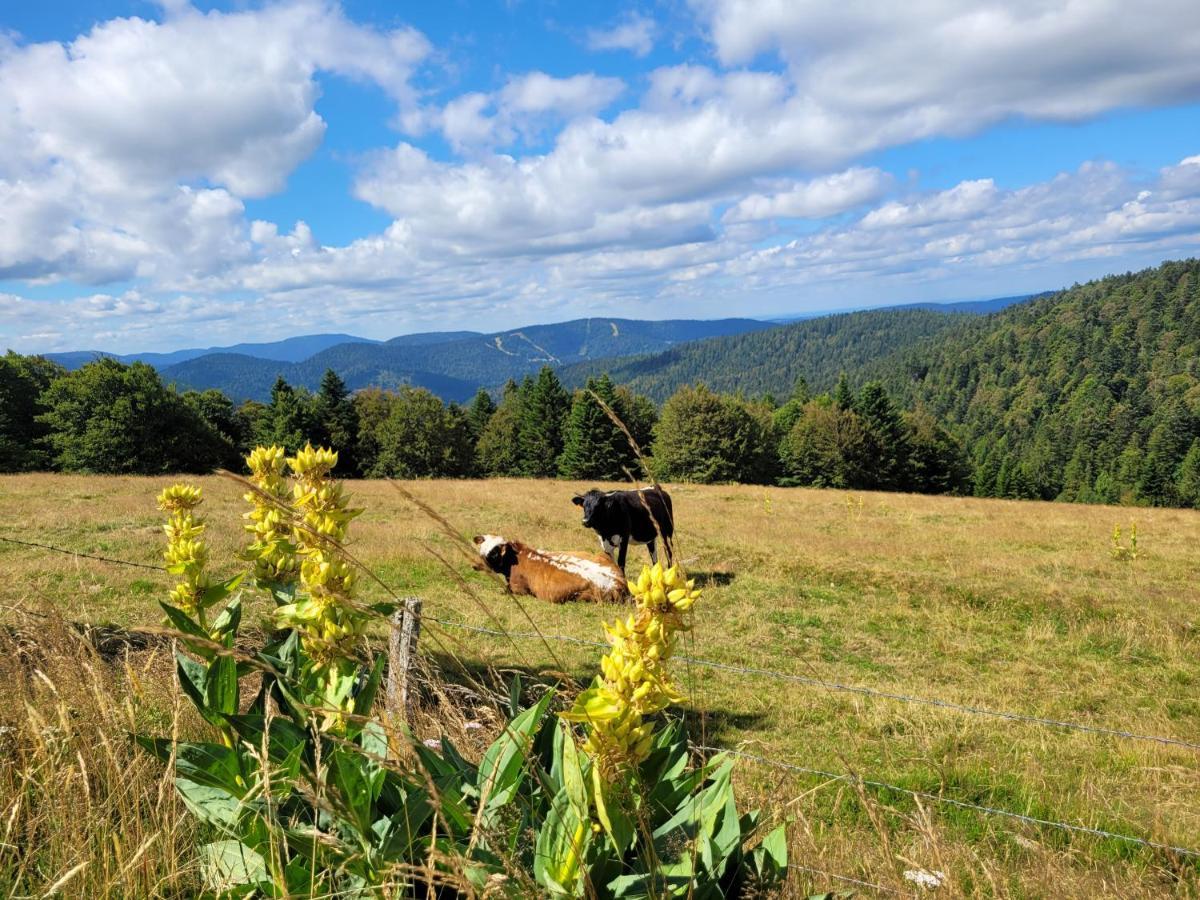 Appartement Chaleureux Au Coeur Des Hautes Vosges ว็องทรง ภายนอก รูปภาพ