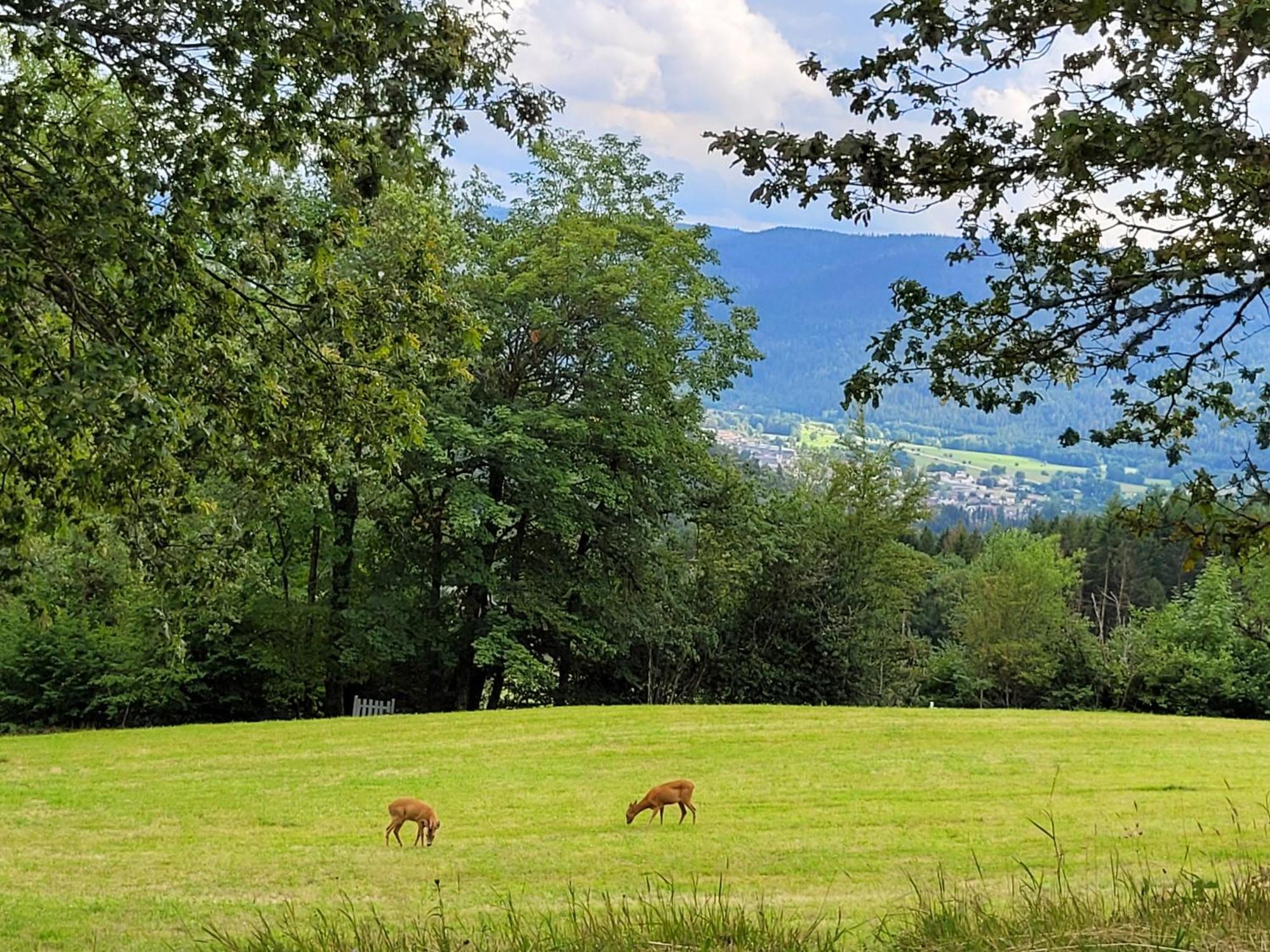 Appartement Chaleureux Au Coeur Des Hautes Vosges ว็องทรง ภายนอก รูปภาพ